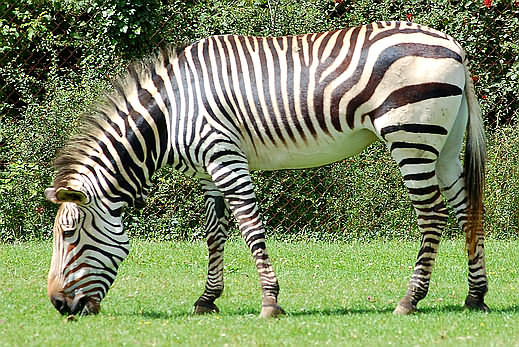 Zebra%20Burchelli.jpg